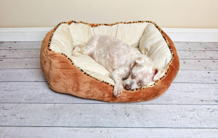 45 ideas y tutoriales de camas para perros para que hagas los tuyos en casa