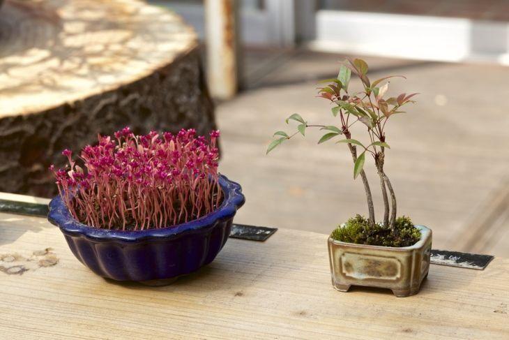 Cómo cuidar un bonsái en tu casa o apartamento