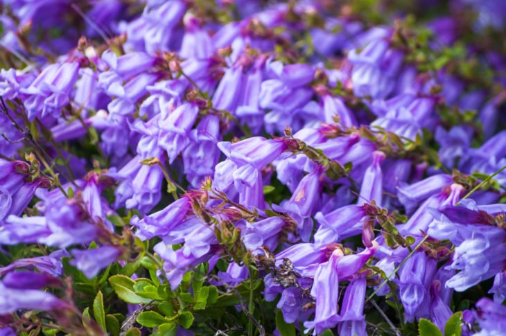 Flores de jardín: 100 especies más comunes para embellecer tu hogar