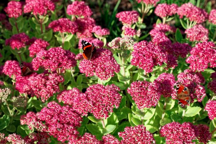 Flores de jardín: 100 especies más comunes para embellecer tu hogar