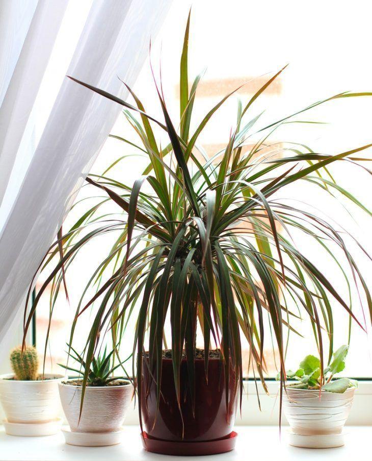 10 plantas que limpian el aire de la casa aptas para interior