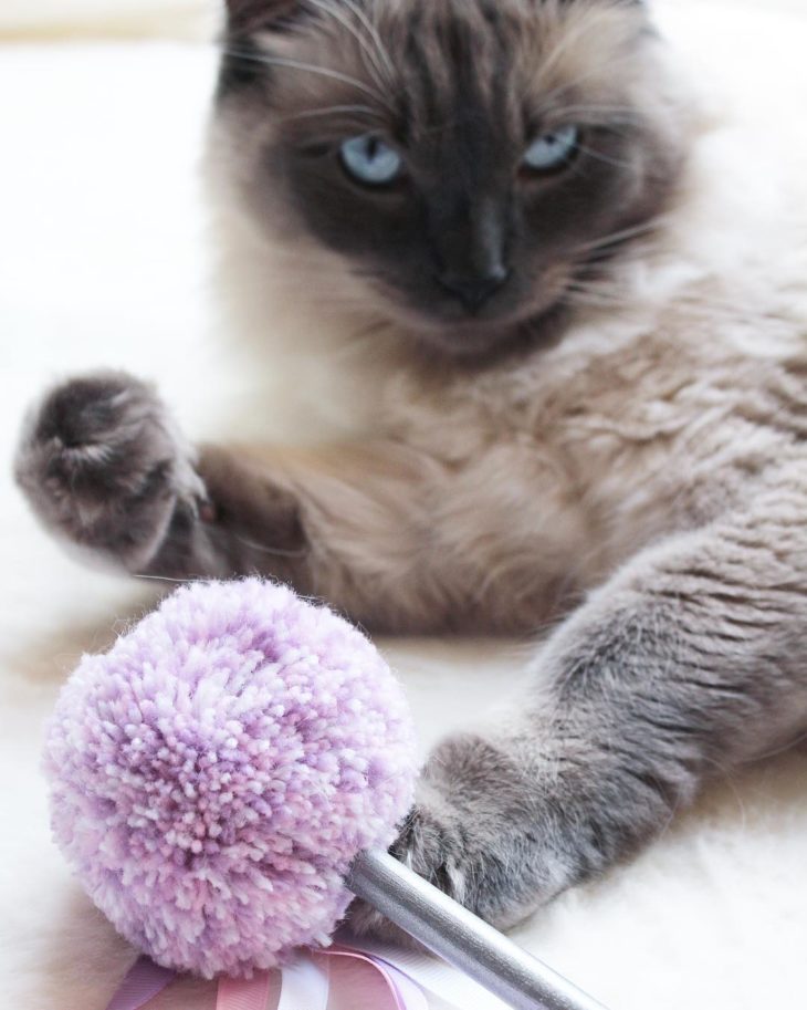 Juguetes para gatos: 45 ideas increíbles para entretener a tu mascota