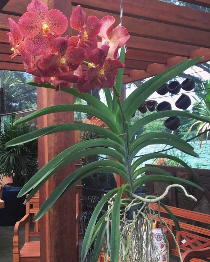 Vanda Orchid: sorpréndete con su belleza y mira cómo cultivarla