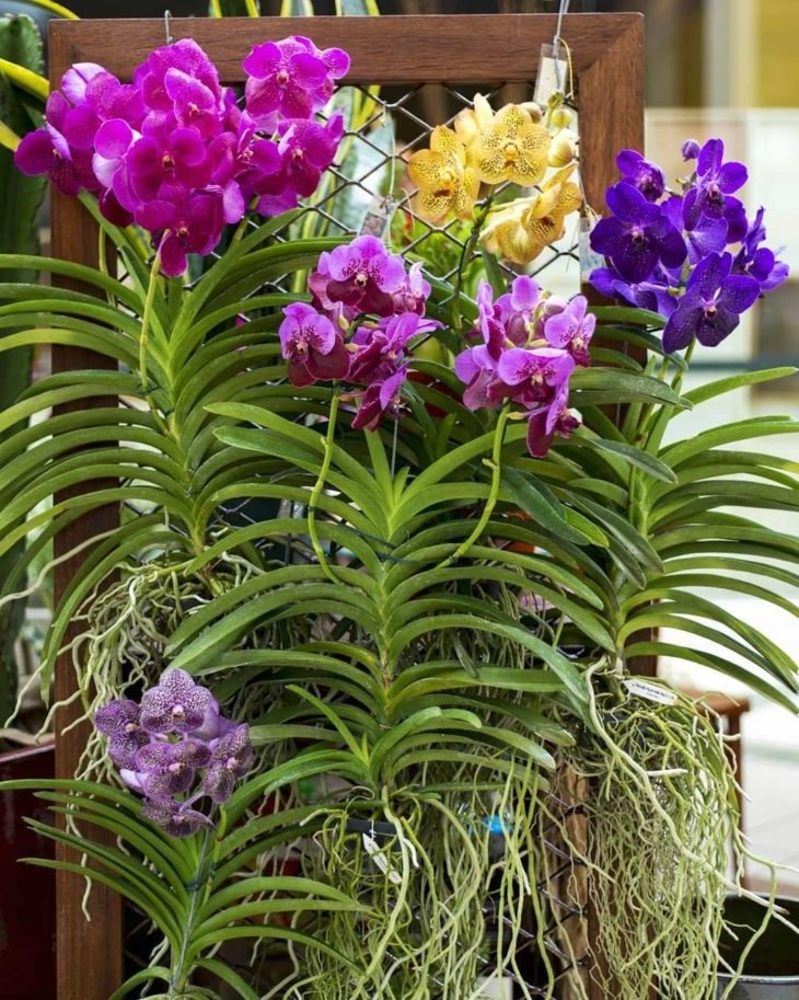 Vanda Orchid: sorpréndete con su belleza y mira cómo cultivarla