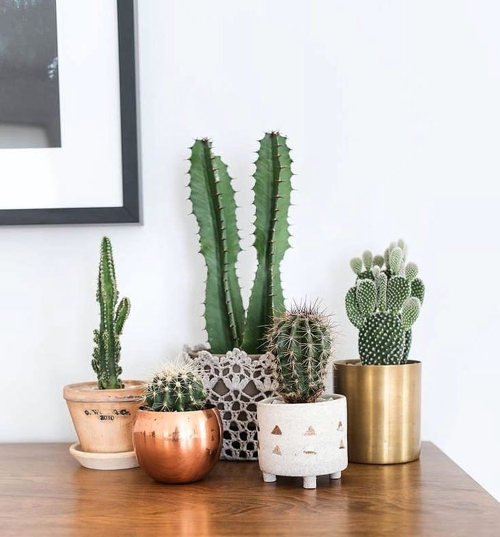 Cactus: como cuidar, tipos, fotos y consejos para usar en decoración