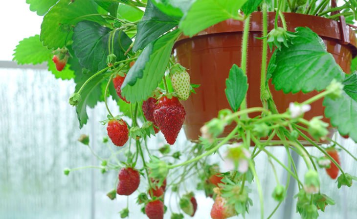 Cómo plantar fresa: 6 formas diferentes y consejos de cuidado