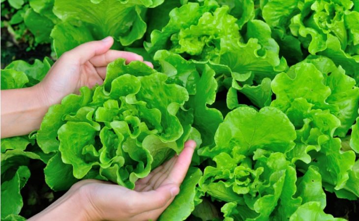 Cómo plantar lechuga: consejos fáciles y rápidos para cultivar verduras