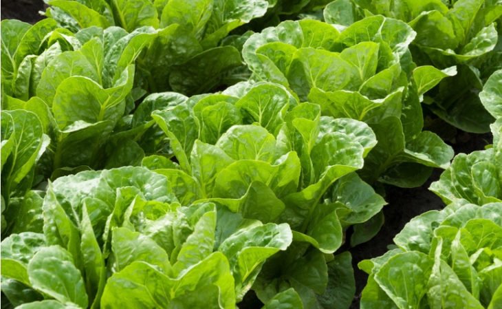 Cómo plantar lechuga: consejos fáciles y rápidos para cultivar verduras
