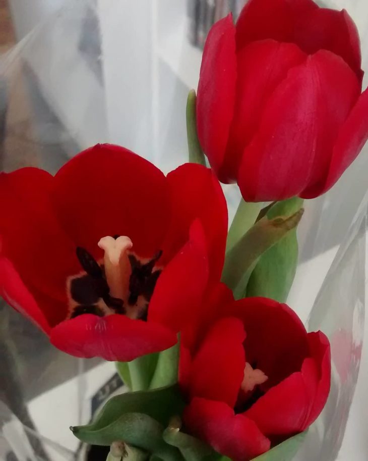 Cómo cuidar los tulipanes: aprende a cultivarlos en casa para armonizar la decoración