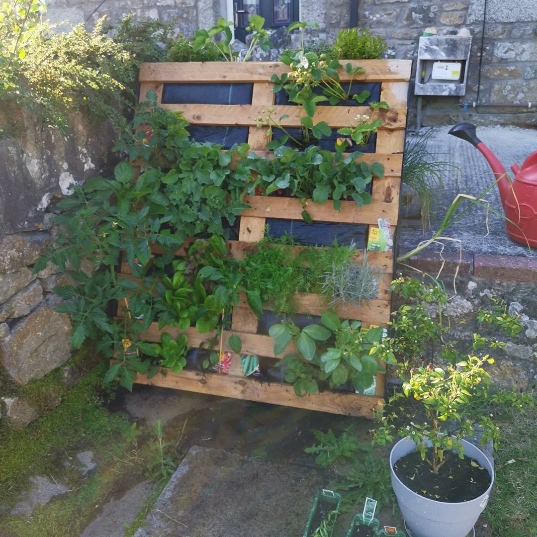 70 ideas de jardín vertical de paleta para decorar por poco dinero