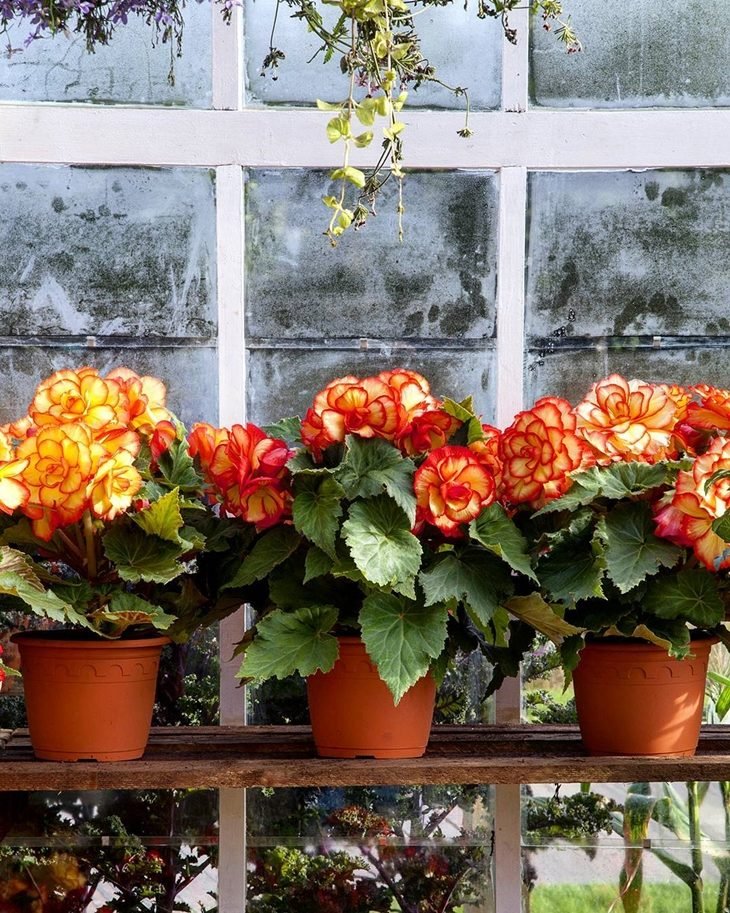 81 tipos de flores para decorar tu hogar o jardín