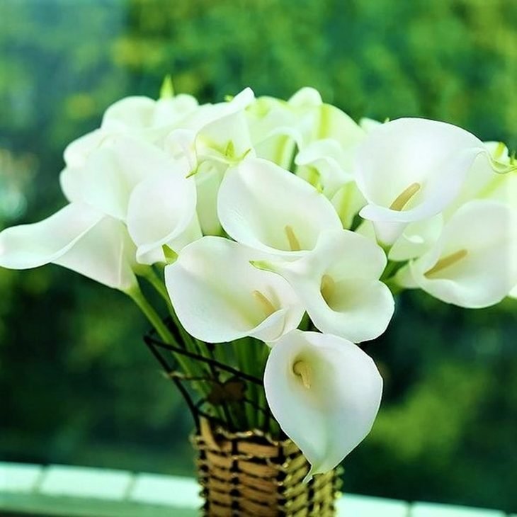 81 tipos de flores para decorar tu hogar o jardín