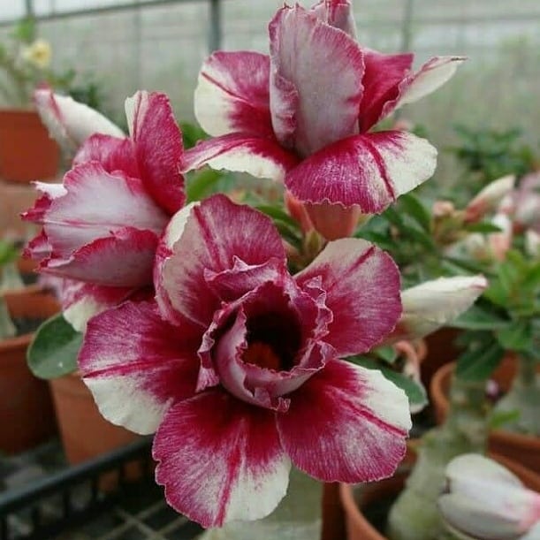 Desert rose: aprende a cultivar esta hermosa flor y dale más vida a tu jardín