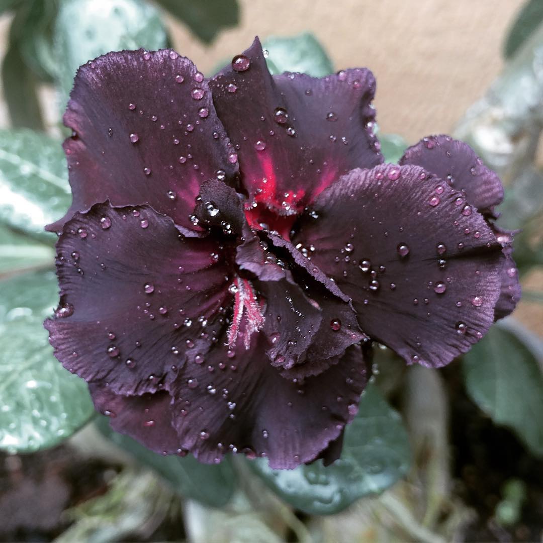Desert rose: aprende a cultivar esta hermosa flor y dale más vida a tu jardín