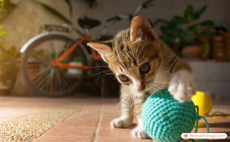 Juguetes para gatos: 45 ideas increíbles para entretener a tu mascota