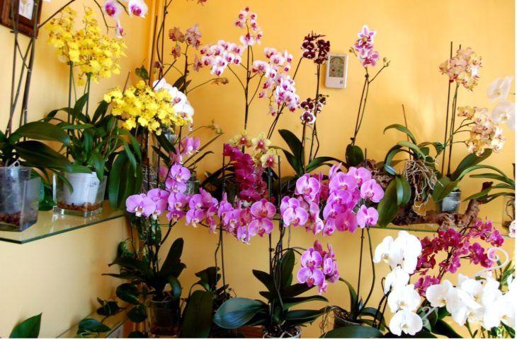 Foto: Reproducción / Orquídeas Web