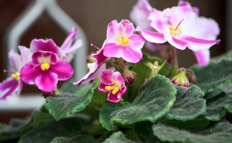 Cómo cuidar las violetas: consejos de plantación y formas de cultivar esta elegante flor