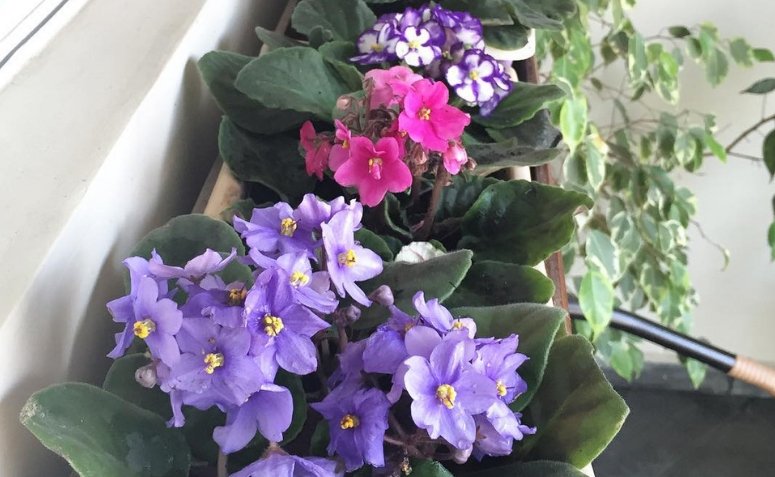 Cómo cuidar las violetas: consejos de plantación y formas de cultivar esta elegante flor