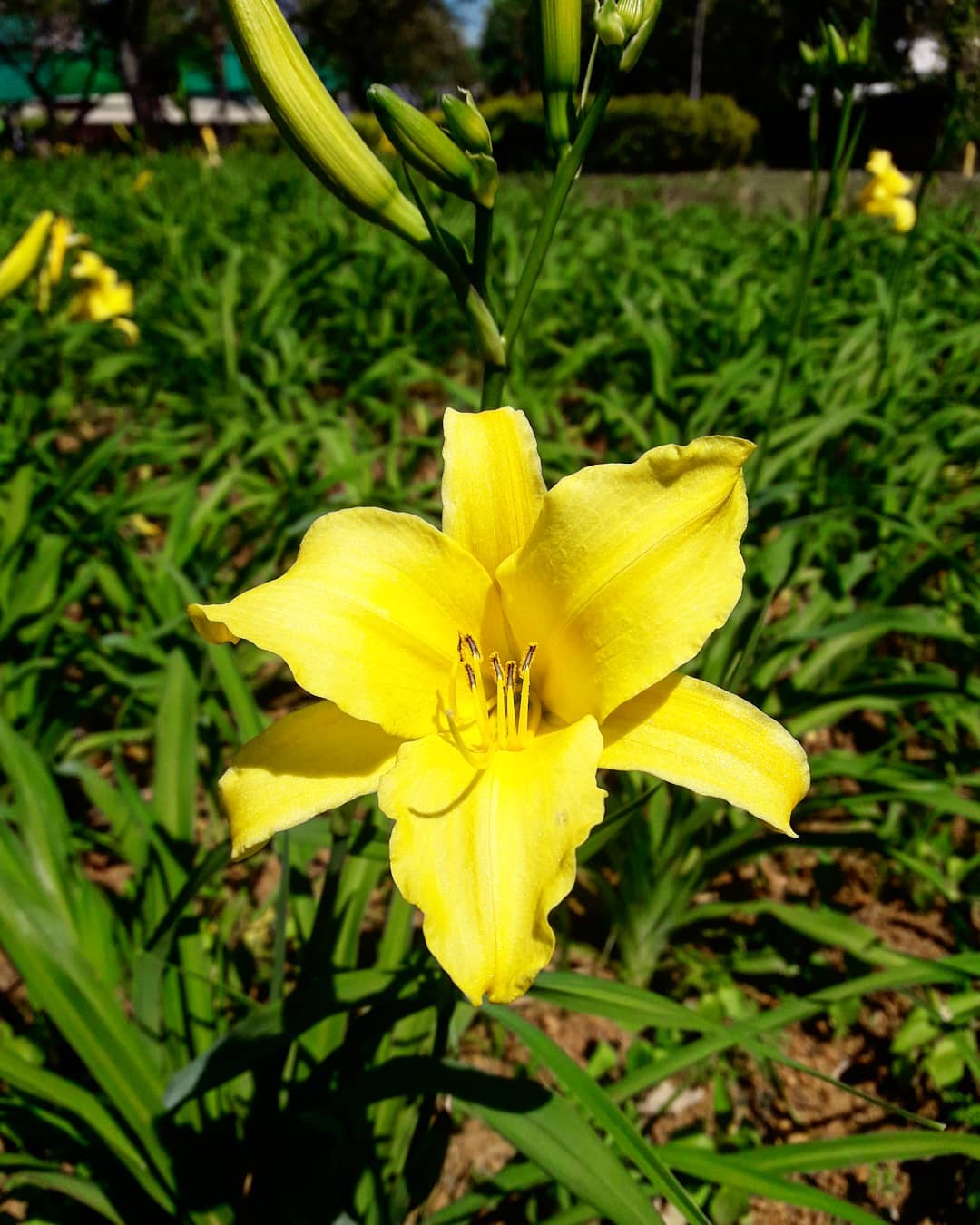 Lily: los principales tipos y cómo cultivar esta delicada flor.