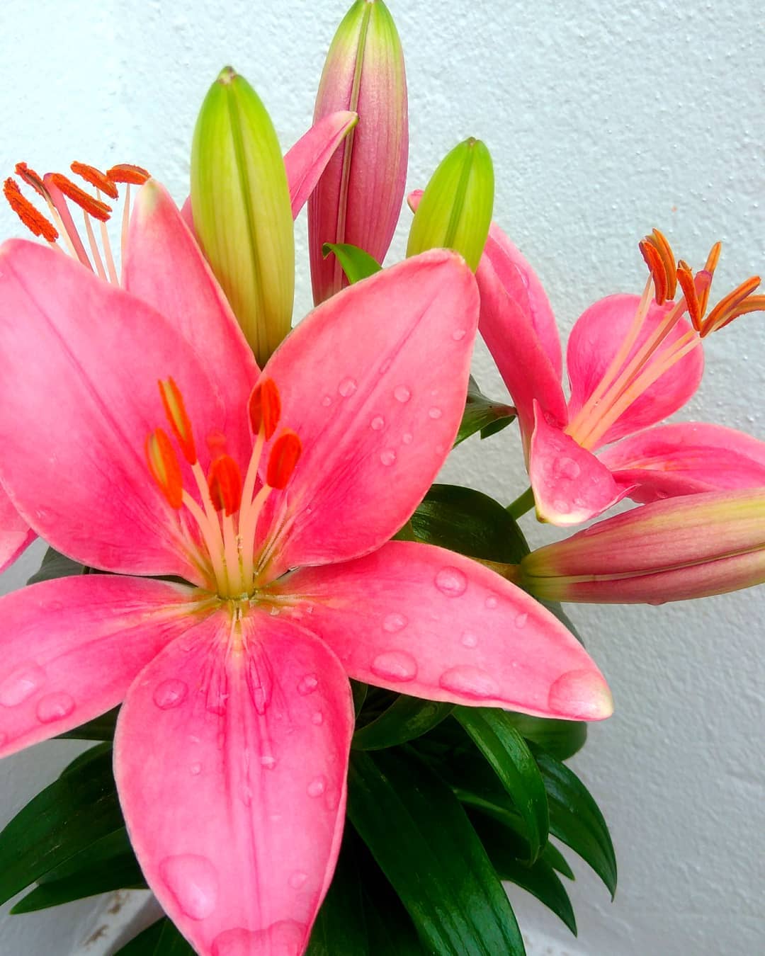 Lily: los principales tipos y cómo cultivar esta delicada flor.