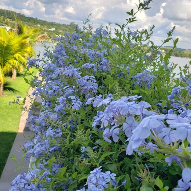 9 flores azules que aportan todo el encanto del color al entorno