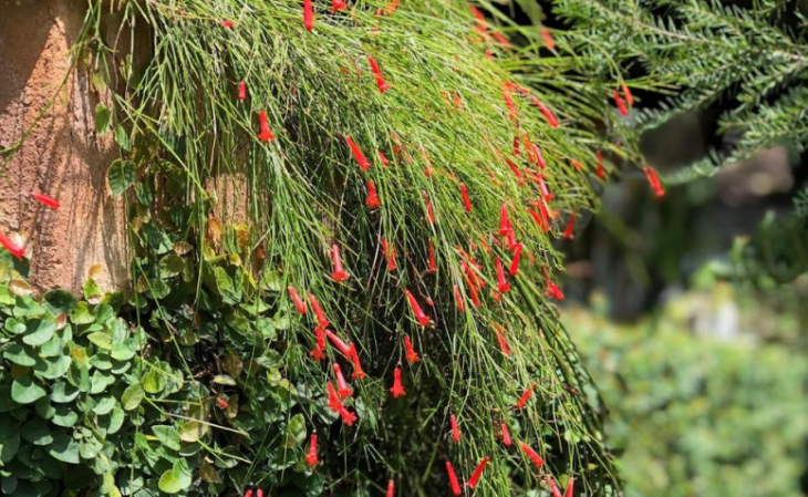 20 plantas de jardín vertical que harán que tu pared sea verde