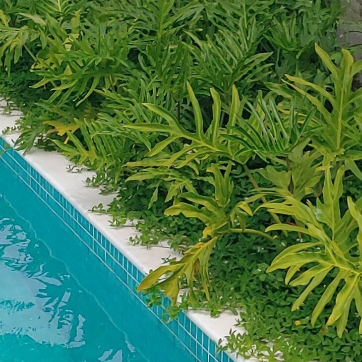 Consejos y 50 proyectos asombrosos para arreglar el jardín de su piscina