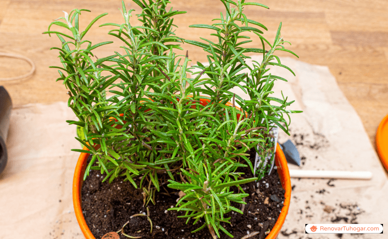 Cómo plantar romero: 6 consejos seguros para cultivar la planta en casa