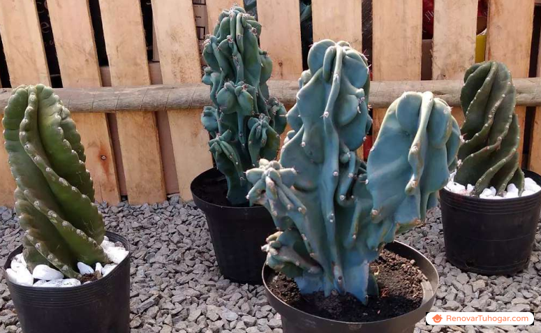 10 ideas para usar el cactus monstruo en un jardín apasionante
