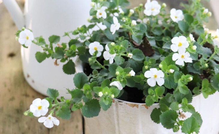 20 especies de flores blancas que exudan paz y delicadeza