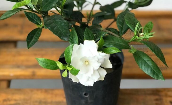 20 especies de flores blancas que exudan paz y delicadeza