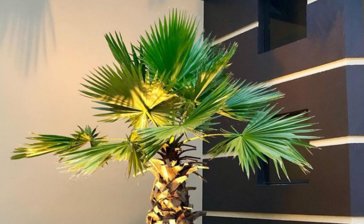 70 fotos de palmeras de jardín que conforman un paisaje increíble