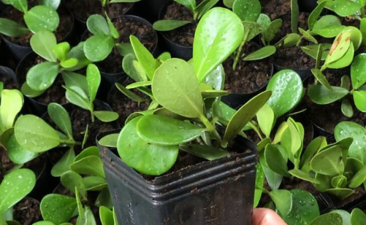 30 especies de plantas solares para iluminar tu jardín