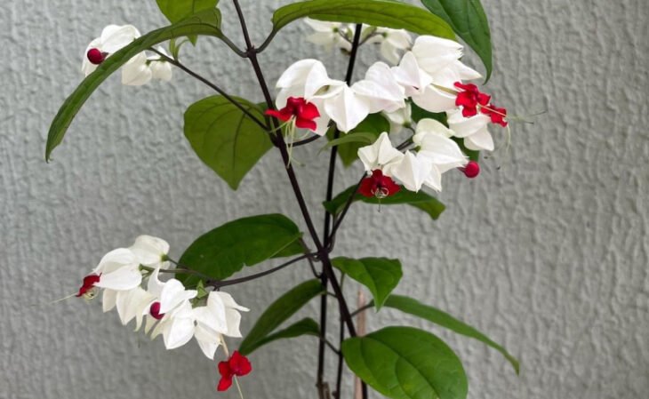 15 especies de flores trepadoras para decorar usando la naturaleza