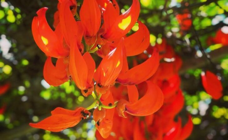 15 especies de flores trepadoras para decorar usando la naturaleza
