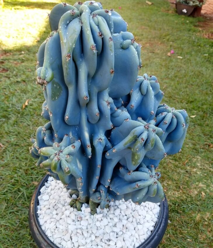 10 ideas para usar el cactus monstruo en un jardín apasionante