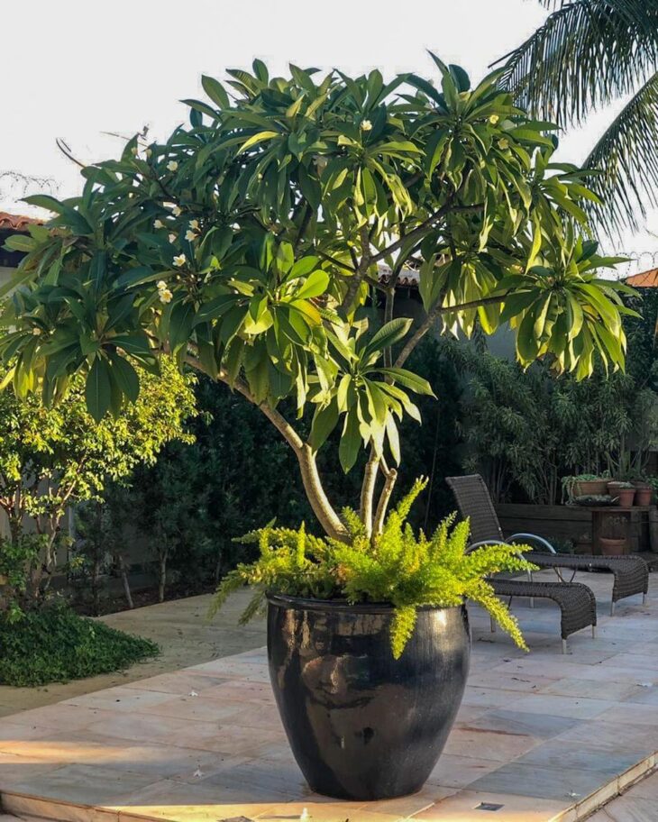 Consejos y cómo usar mango jazmín en la decoración para un paisajismo increíble