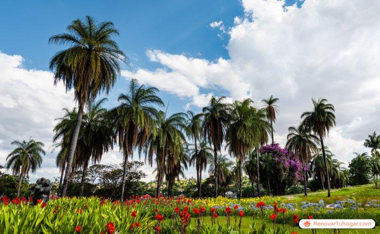70 fotos de palmeras de jardín que conforman un paisaje increíble