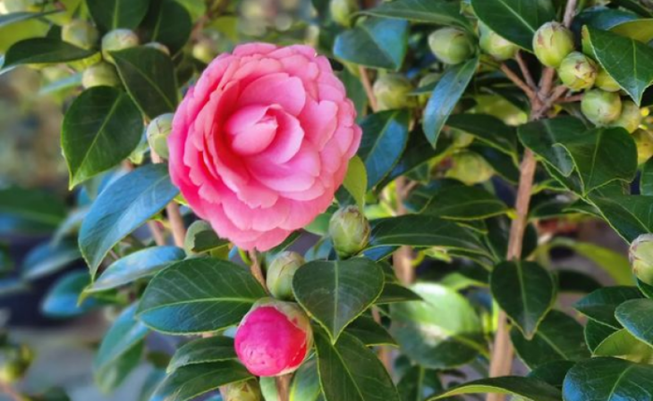 5 consejos para cultivar Carmelia y decorar tu hogar con la flor