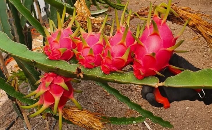5 preciosos consejos sobre cómo plantar pitaya para que tengas frutos jugosos