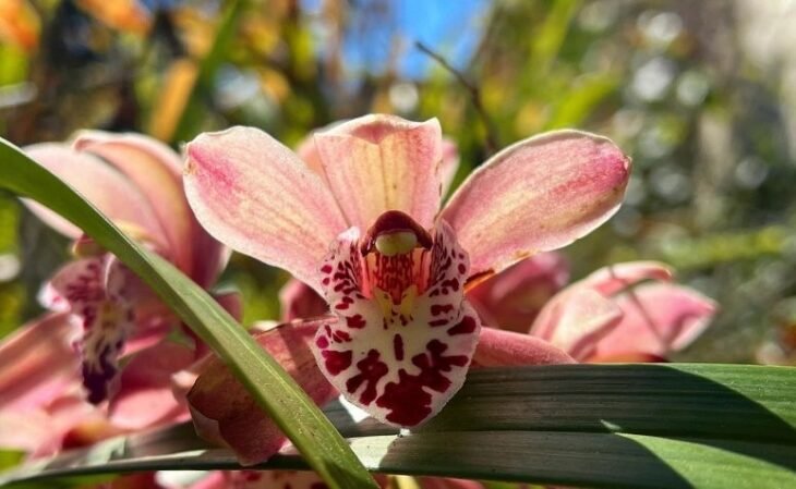 Lleva la exótica belleza de la orquídea cymbidium a tu hogar