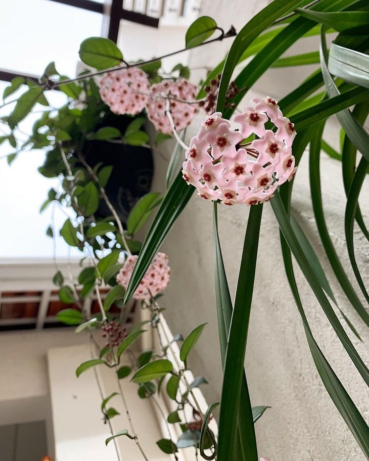 Consejos sobre cómo cultivar flor de cera y tener un ambiente delicado en casa