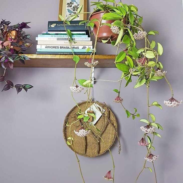 Consejos sobre cómo cultivar flor de cera y tener un ambiente delicado en casa
