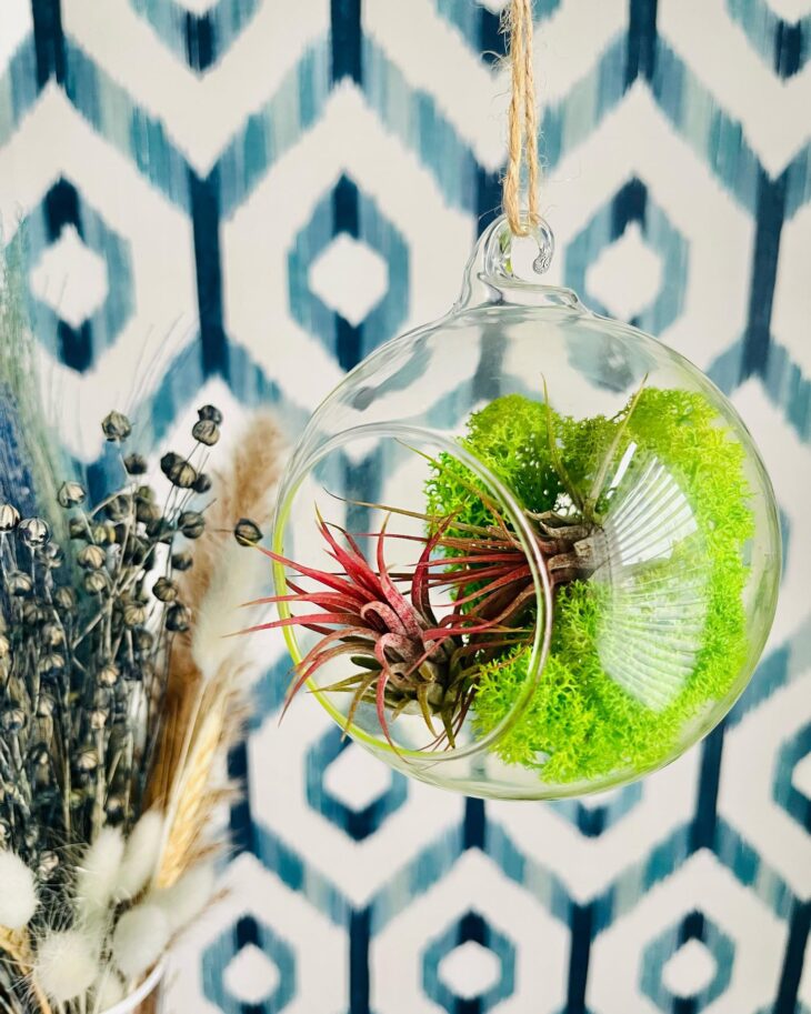 15 formas de usar plantas aéreas en decoración para alegrar tu hogar