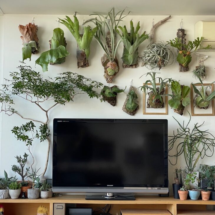 15 formas de usar plantas aéreas en decoración para alegrar tu hogar
