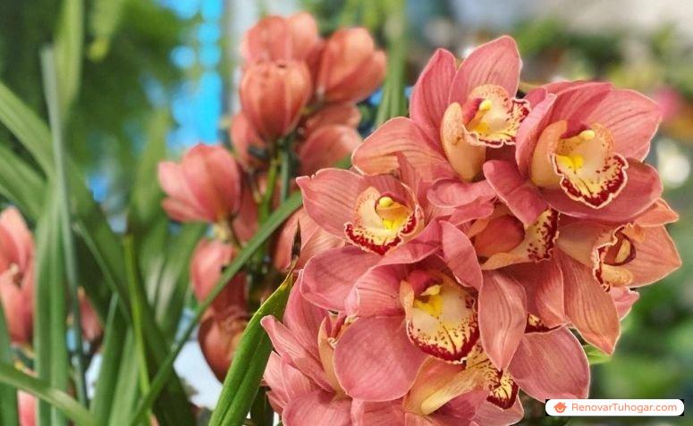 Lleva la exótica belleza de la orquídea cymbidium a tu hogar