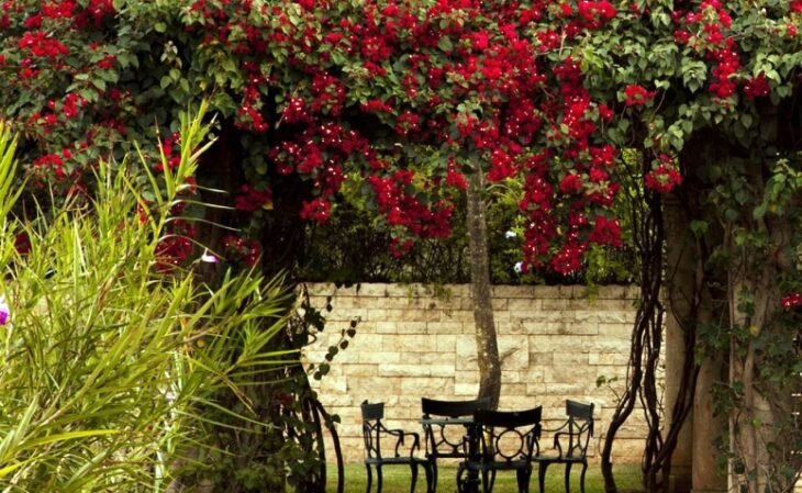 Las mejores plantas de pergo y 20 ideas que inspirarán tu jardín