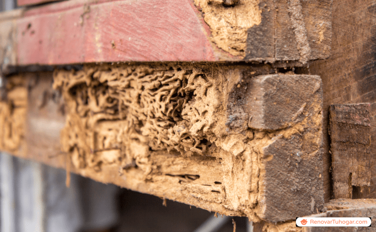 Cómo deshacerse de las termitas con métodos caseros y sencillos