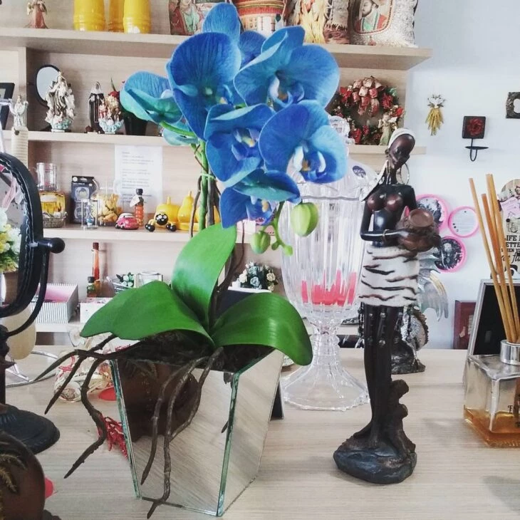 Orquídea azul: cómo cultivar y utilizar la planta en la decoración de tu hogar