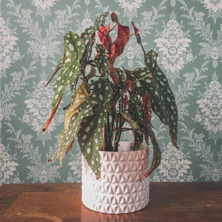 Begonia maculata: aprende a cultivar la adorable planta de lunares